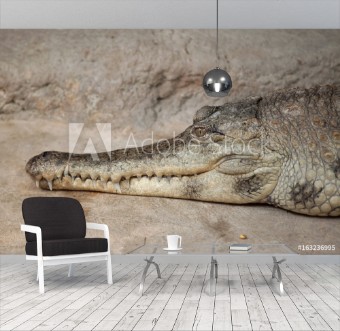 Picture of Slender-snouted crocodile Mecistops cataphractus